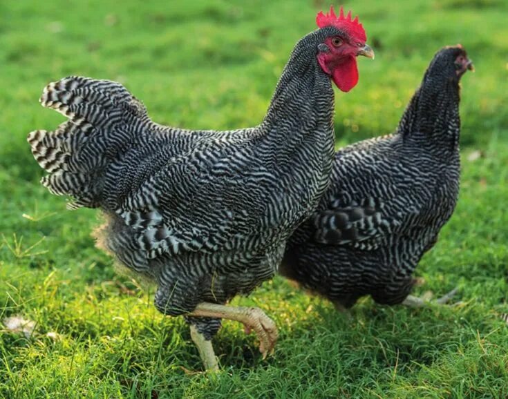 Плимутрок порода кур описание фото Barred Plymouth Rocks - Heritage Pullets Chickens backyard, Best egg laying chic