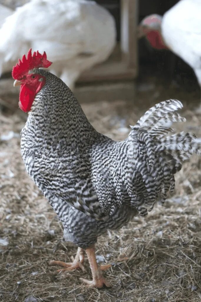 Плимутрок порода кур описание фото отзывы Barred Rock Chickens: Buyer's Guide Barred rock chickens, Plymouth rock chicken,