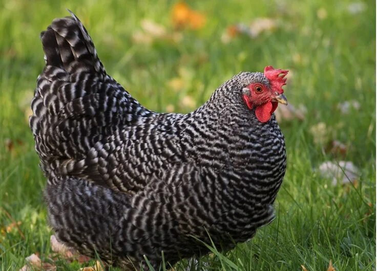 Плимутрок порода кур описание фото отзывы Barred Plymouth Rock hen Pet chickens, Plymouth rock, Chicken breeds