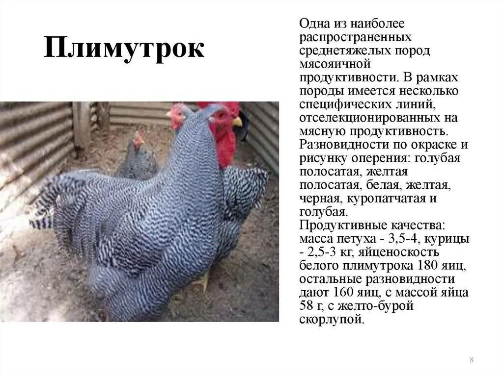 Плимутрок порода кур описание фото отзывы Куры Плимутрок: описание породы, продуктивность, фото