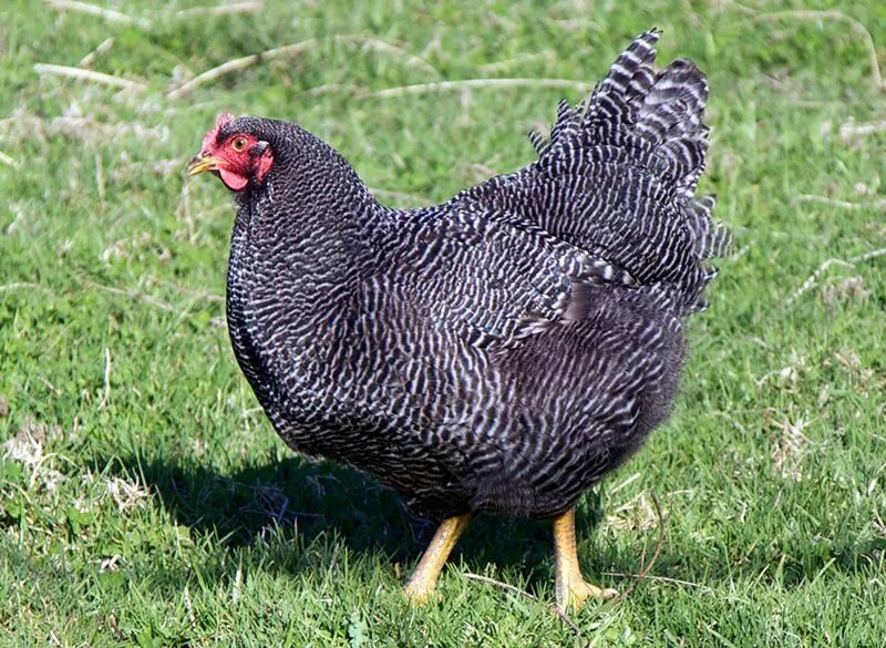 Плимутрок порода кур описание фото отзывы Best Egg-Laying Chickens - Hobby Farms Backyard chicken farming, Best egg laying