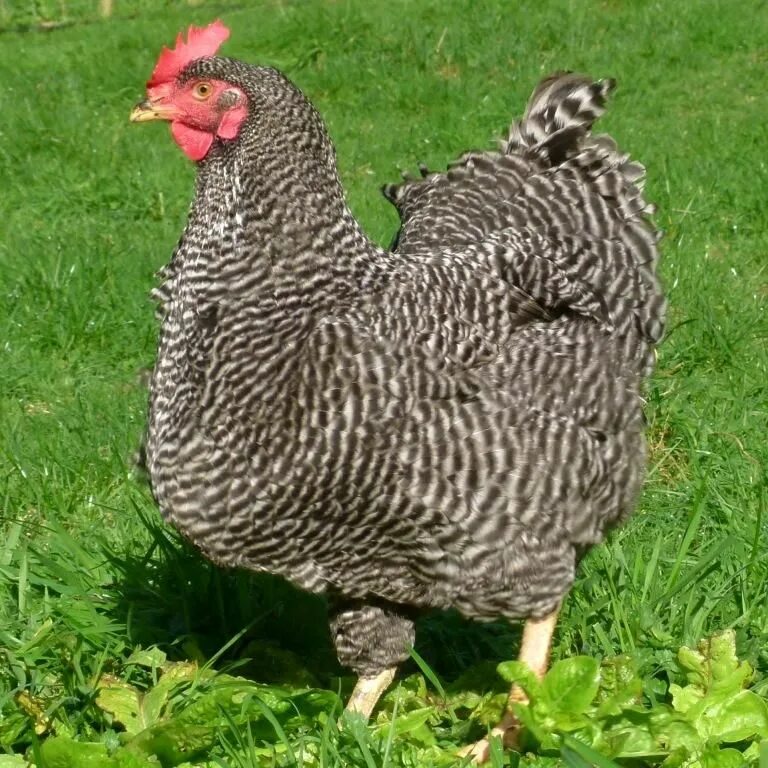 Плимутрок порода кур описание фото отзывы seven tips for getting more eggs from your chickens