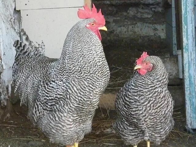 Плимутрок порода кур описание фото отзывы цена Pin by Анатолий Федоров on Курица тоже птица. Rooster