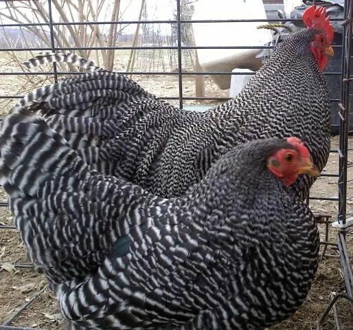 Плимутрок порода кур описание фото цена Rockin Roosters Chickens backyard, Beautiful chickens, Raising backyard chickens