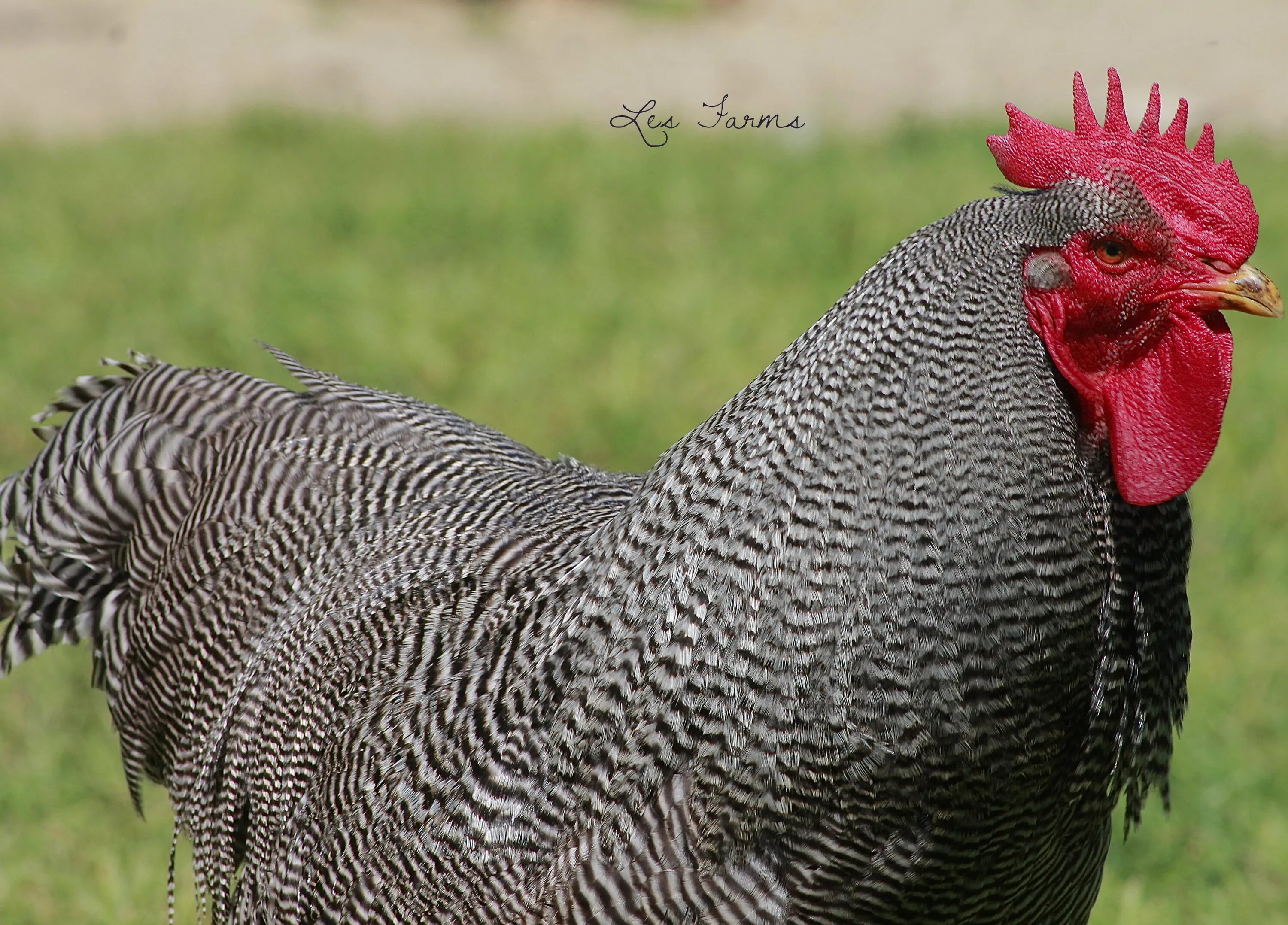 Плимутрок порода кур описание фото цена Jagger II - Barred Plymouth Rock BackYard Chickens - Learn How to Raise Chickens