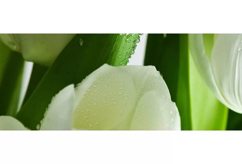 Плитка ялта фото Декор Atem Yalta "Tulip" Maxi 3 W 200х500 мм купить в Белгороде: цена, характери