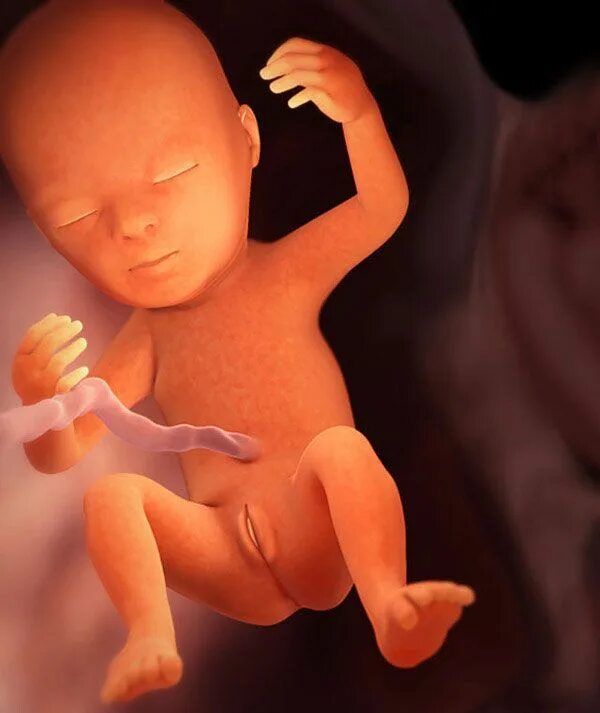 Плод 11 12 недель фото Pregnancy Timeline: Fetal Development Week-by-Week with Pictures in 2024 Pregnan