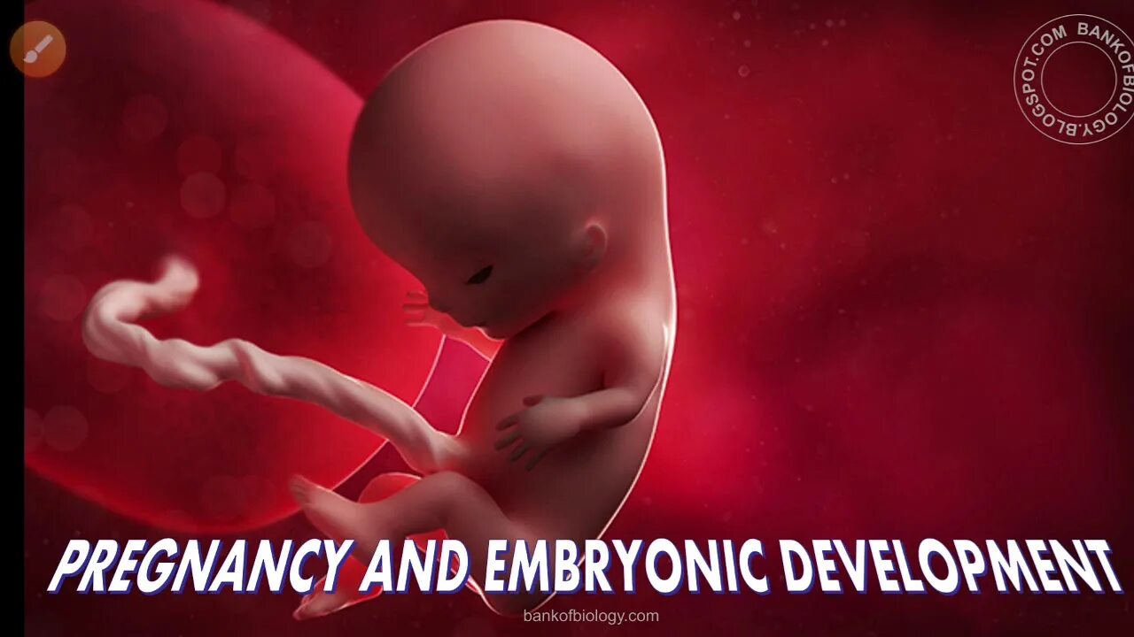 Плод 11 12 недель фото Human reproduction ,class 12 , lecture 8 - YouTube