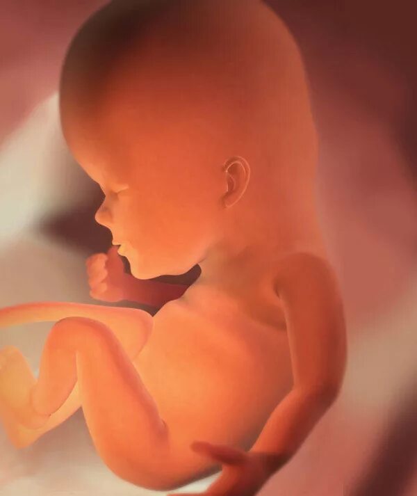 Плод 11 12 недель фото Prenatal Timeline at emaze Presentation