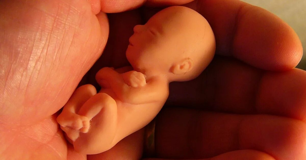 Плод 11 12 недель фото Binge Drinking and Pregnancy Don't Mix RxWiki
