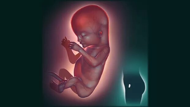 Плод 11 12 недель фото BBC - Health: Unborn baby development gallery week by week