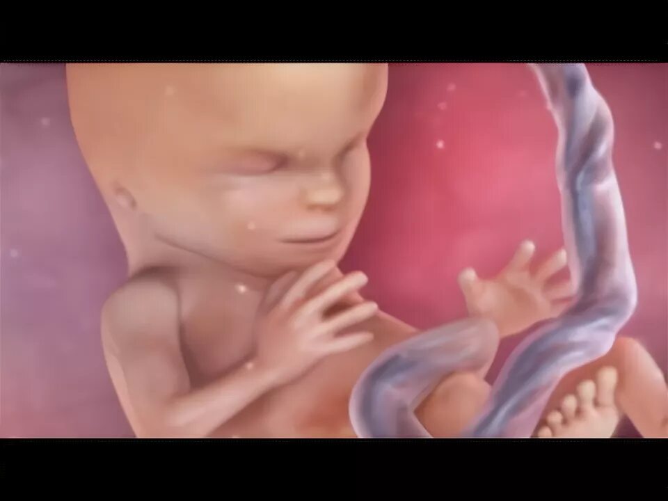 Плод 15 неделя фото Inside Pregnancy: Weeks 10 - 14 BabyCenter - YouTube