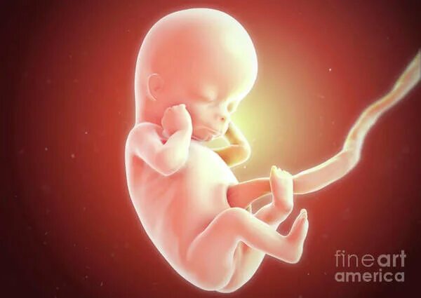 Плод 15 неделя фото Week Posters by Science Photo Library