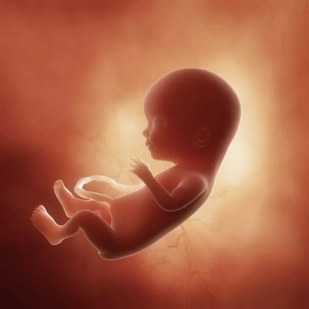 Плод 15 неделя фото Week by Week Pregnancy: Learn How Your Baby Develops Each Week Pregnancy week by