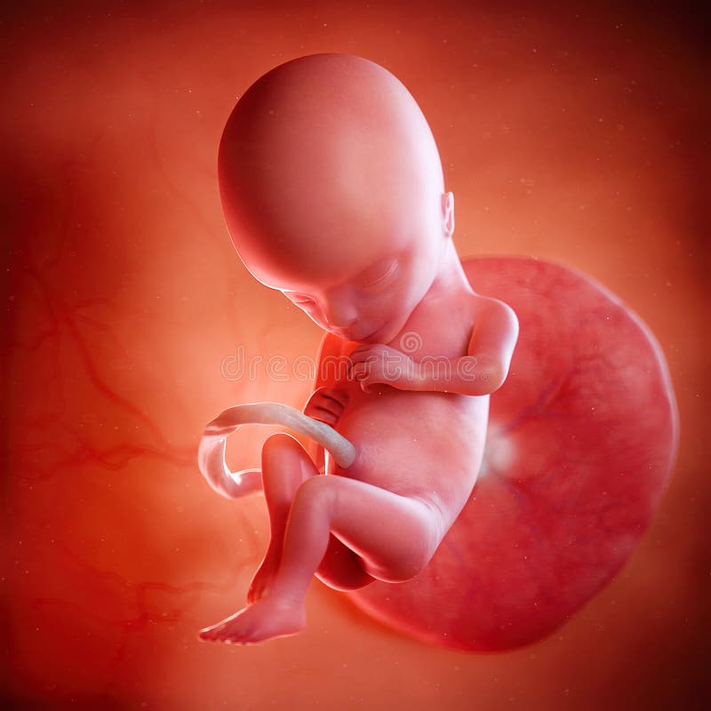 Плод 15 неделя фото A fetus week 15 stock illustration. Illustration of fetus - 101127847