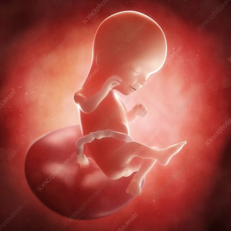 Плод 16 недель фото как выглядит Foetus at 16 weeks, artwork - Stock Image - F005/4961 - Science Photo Library