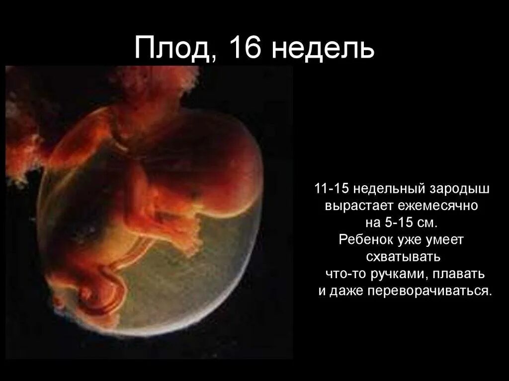 Плод 16 недель фото как выглядит 16 неделя беременности