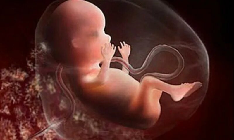 Плод 16 недель фото как выглядит Ҳомиланинг шаклланиш босқичлари ёхуд нутфа