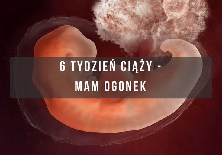 Плод 3 месяца фото 6 tydzień ciąży Movie posters