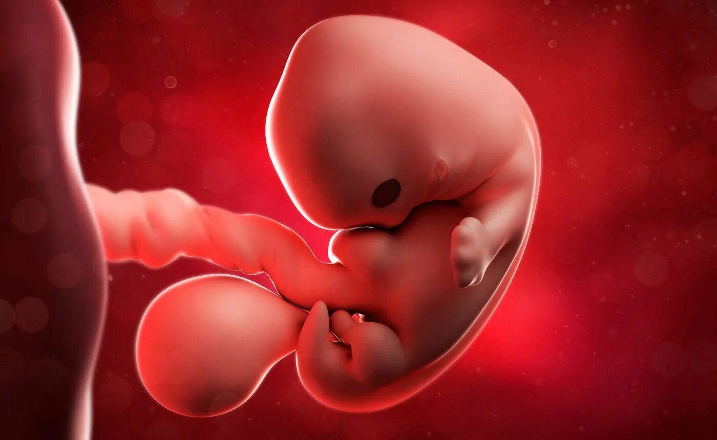 Плод 3 месяца фото Developmental Biology Course - UCLA Extension