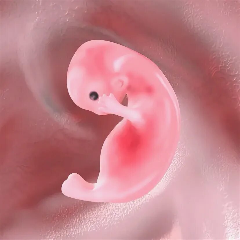 Плод 5 6 недель фото Human Embryo 照 片 檔 及 更 多 胎 兒 照 片 - 胎 兒, 胚 胎, 子 宮 - iStock