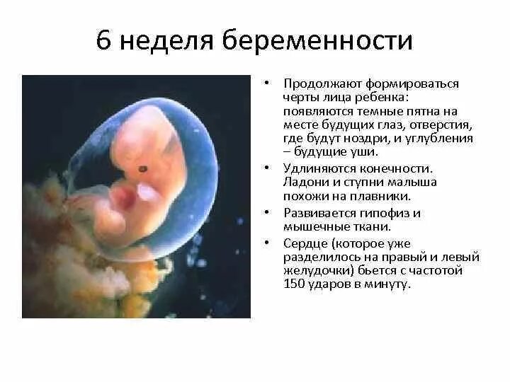 Плод 5 6 недель фото Беременность по неделям фото плода и описание