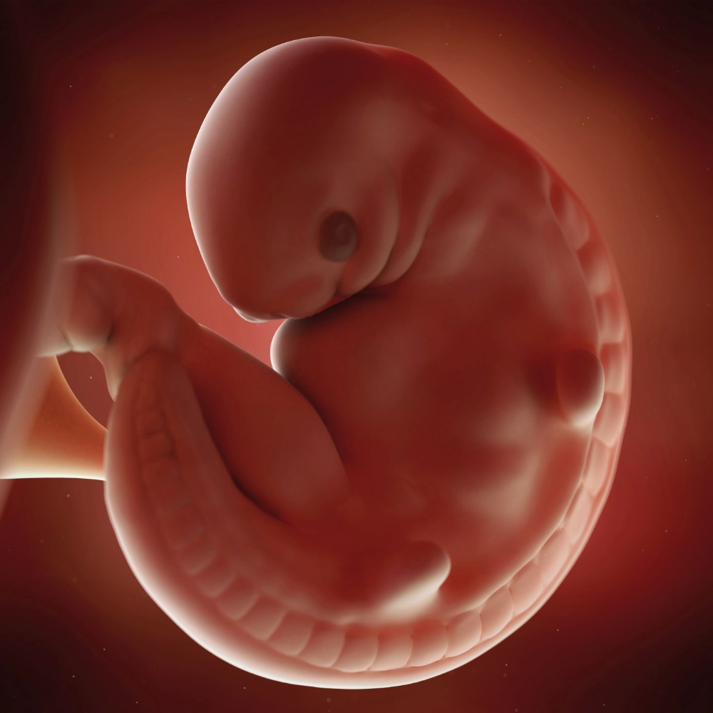 Плод 5 6 недель фото Fetal Development - Middlesex-London ... Odontología, Etiquetas escolares para n