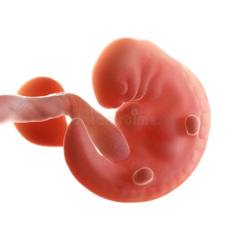 Плод 5 6 недель фото A fetus in week 15 stock illustration. Illustration of growth - 100246731