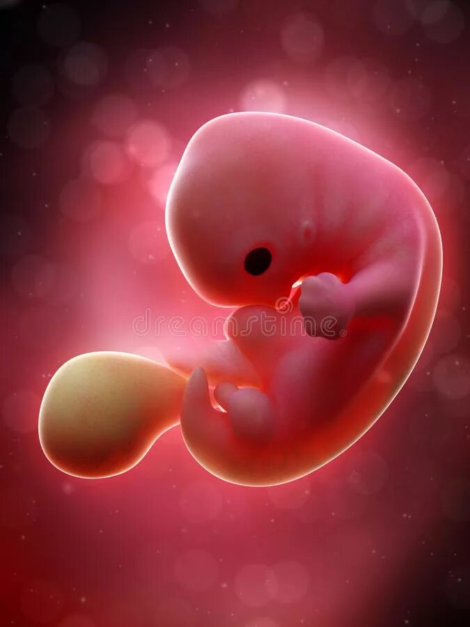 Плод 6 7 недель фото Ludzki płód - tydzień 19 ilustracji. Ilustracja złożonej z biologia - 128910819