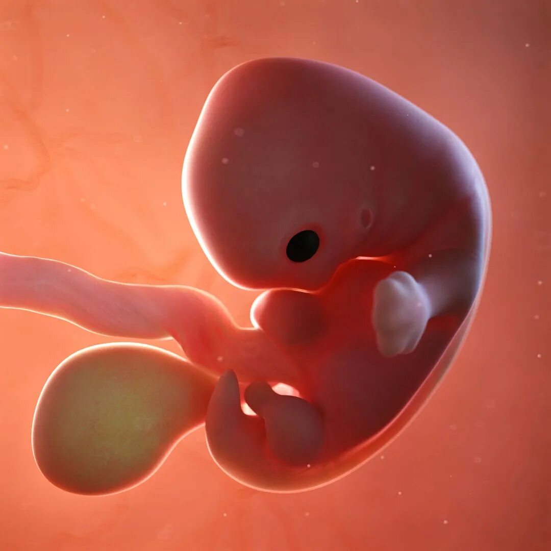 Плод 6 7 недель фото Free 3D Fetus 37 Development - TurboSquid 1329462