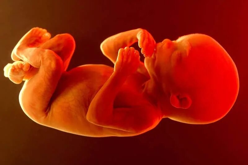 Плод 6 месяцев фото World's first trial of stem cell therapy in the womb New Scientist