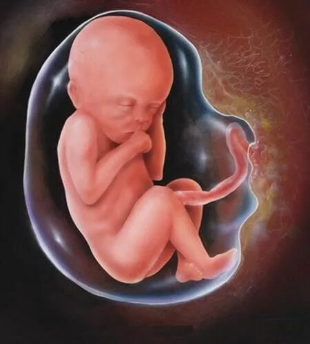 Плод 6 месяцев фото Шестой месяц: Шестой месяц беременности - Living Translation - бюро переводов в 