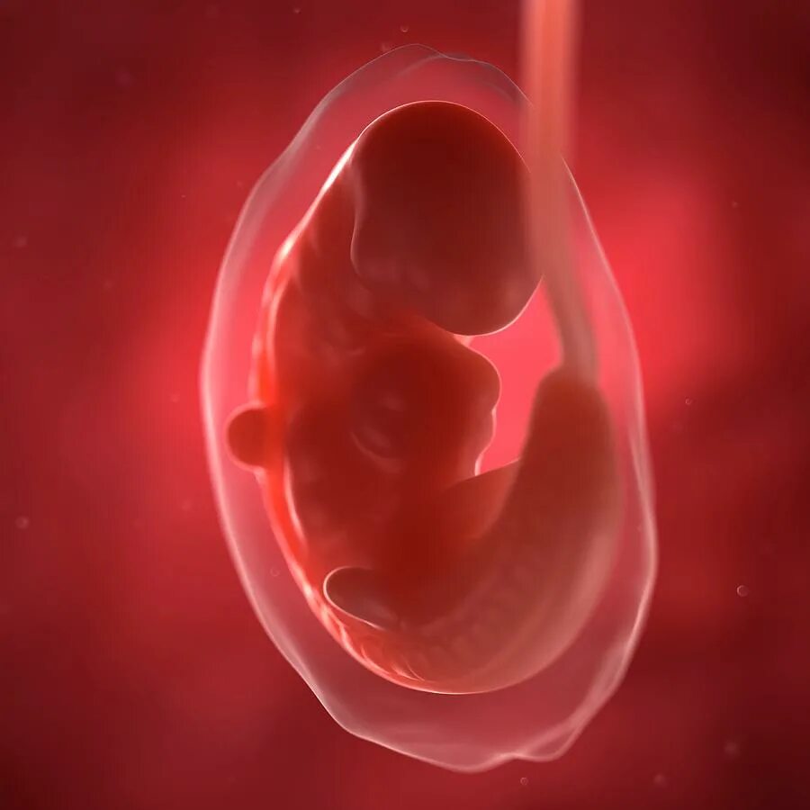 Плод 6 месяцев фото Foetus At 6 Weeks by Science Photo Library