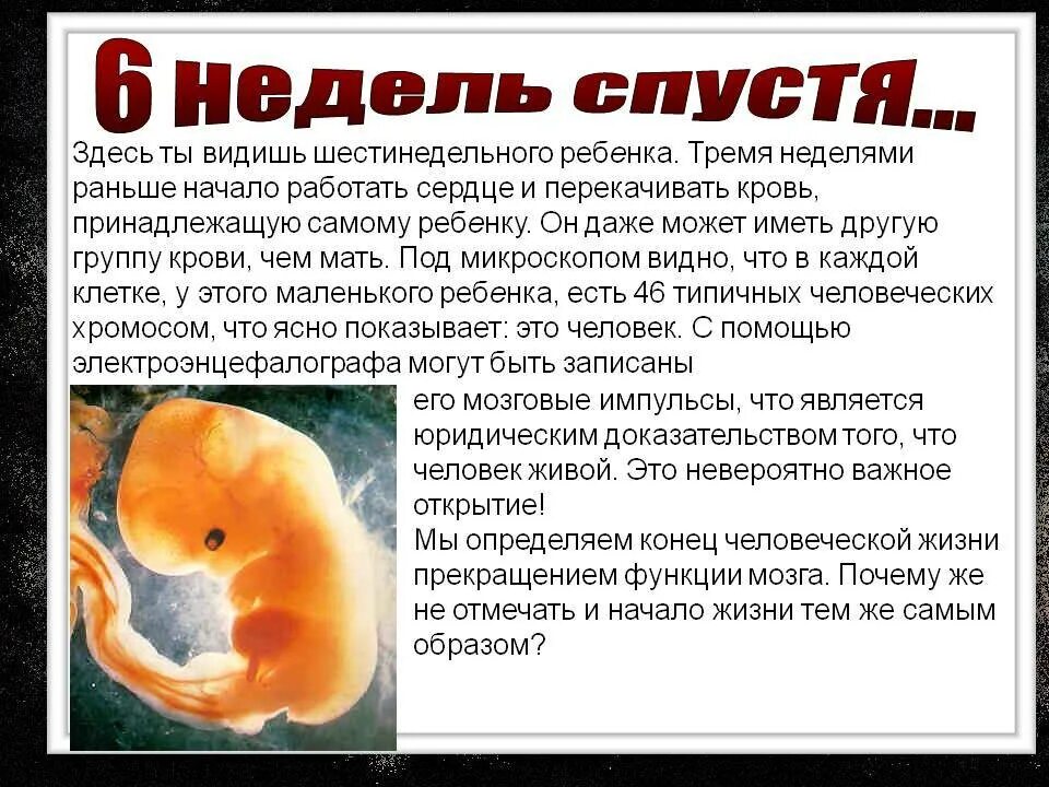 Плод 6 недель фото Как выглядит эмбрион в 6 недель