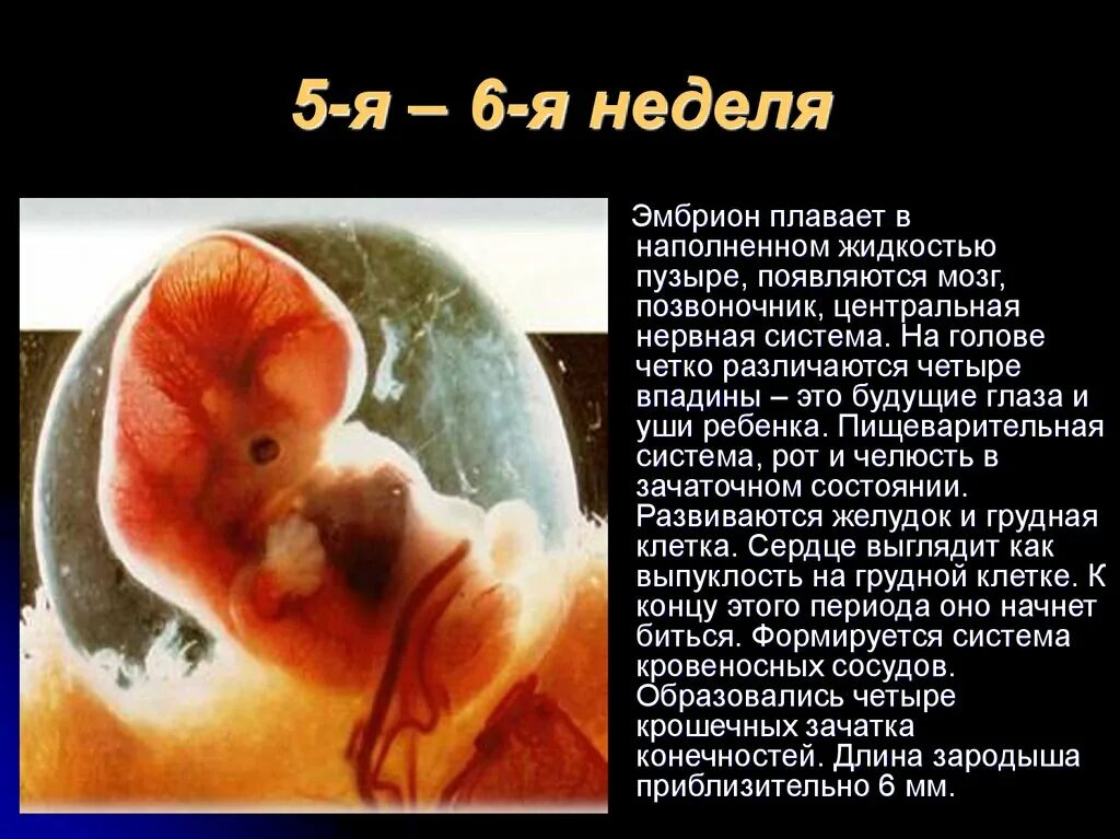 Плод 6 недель фото размер Размер плода 5 6 недель