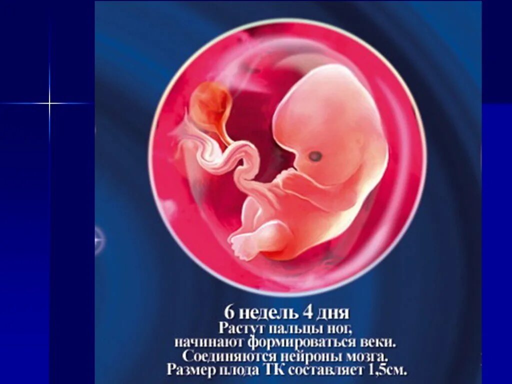 Плод 6 недель фото размер Шестая неделя