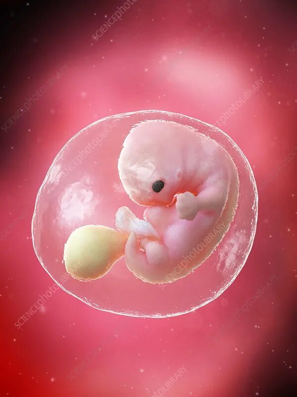 Плод 7 недель фото Foetus at week 7, illustration - Stock Image - F026/9727 - Science Photo Library