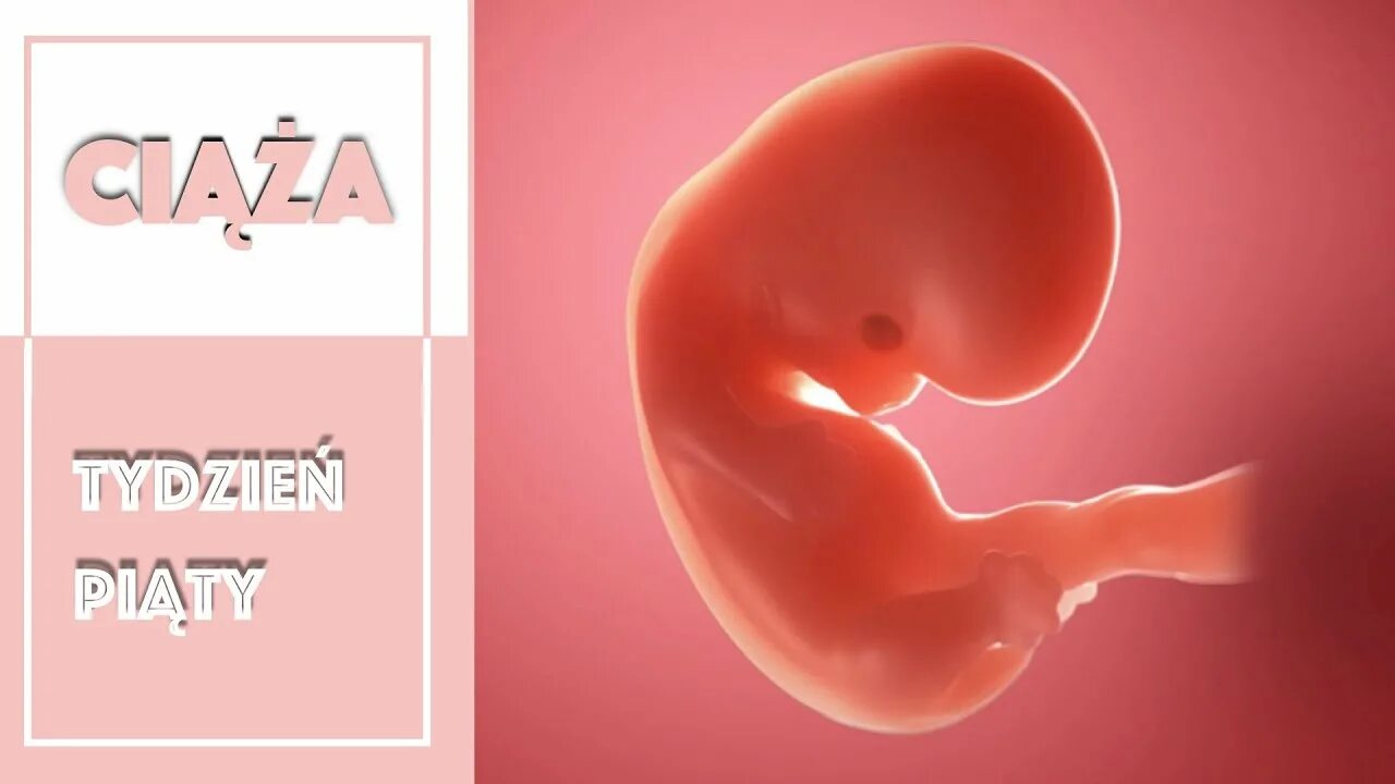 Плод 7 недель фото 5 tydzień ciąży (7 tydzień od ostatniej miesiączki) Ciąża w Anglii Sypnia Planuj