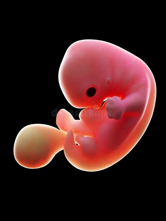 Плод 7 недель фото A human fetus, week 7 stock illustration. Illustration of baby - 131332369