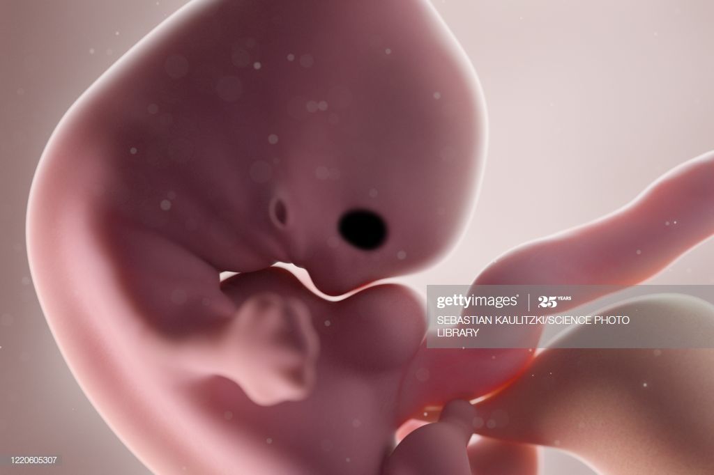 Плод 7 недель фото Human foetus, week 7, illustration. in 2020 Illustration, Human, Image