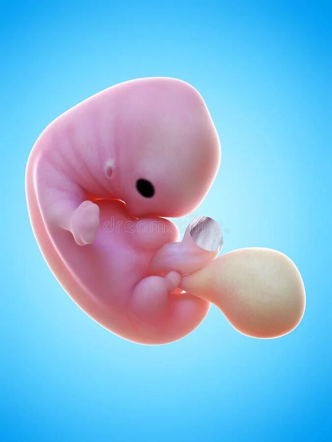 Плод 7 недель фото Amniotic Stock Illustrations - 1,196 Amniotic Stock Illustrations, Vectors & Cli