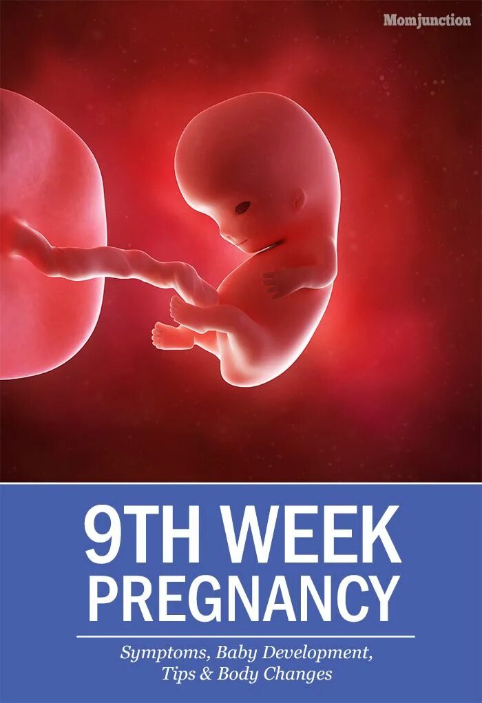 Плод 8 недель фото 9 Weeks Pregnant: What to Expect and How to Prepare