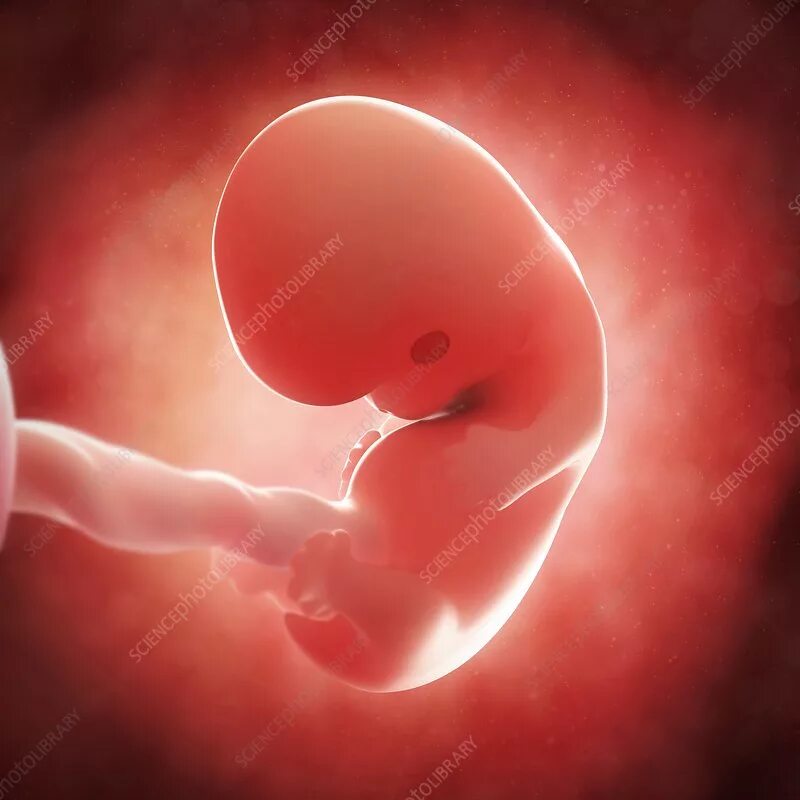 Плод 8 недель фото Foetus at 8 weeks, artwork - Stock Image - F005/4954 - Science Photo Library