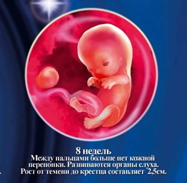 Плод 8 недель фото 8 неделя беременности