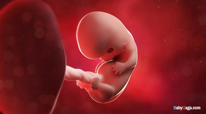Плод 8 недель фото Pregnancy Week 8: Your baby is 1 inch tall and weighs 0.05 oz. Learn about your 