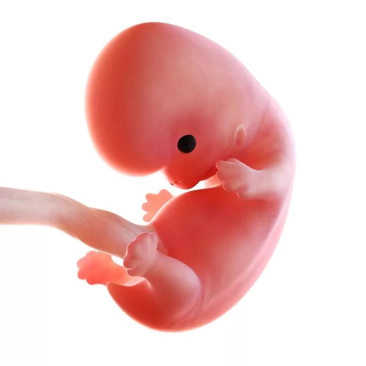 Плод 8 недель фото Week-by-Week Pregnancy Guide: 8 weeks Pregnancy guide, Baby on the way, Pregnanc