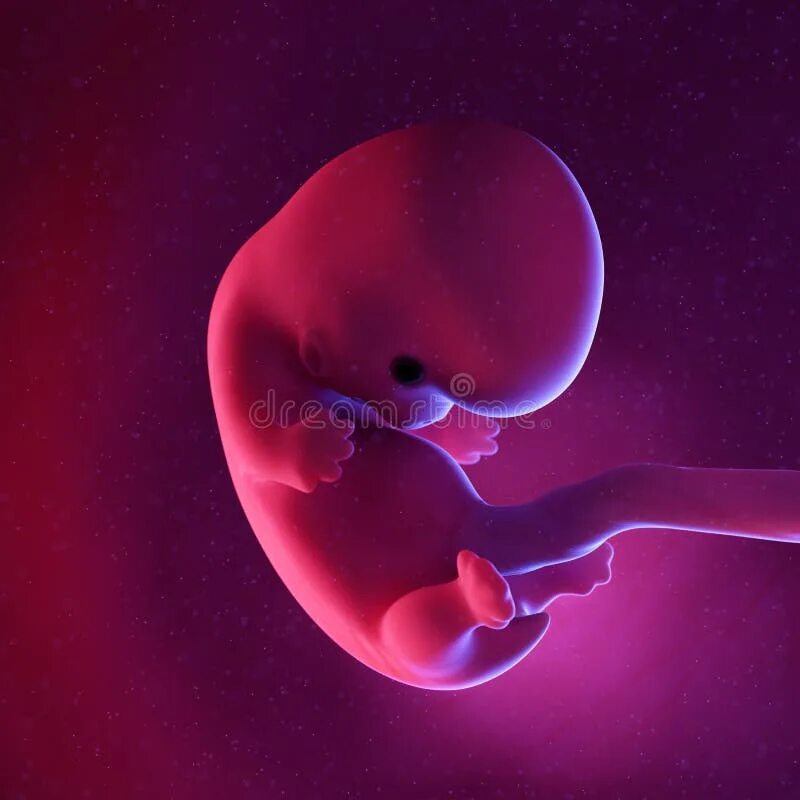 Плод 8 недель фото A human fetus - week stock illustration. Illustration of fetus - 155230856
