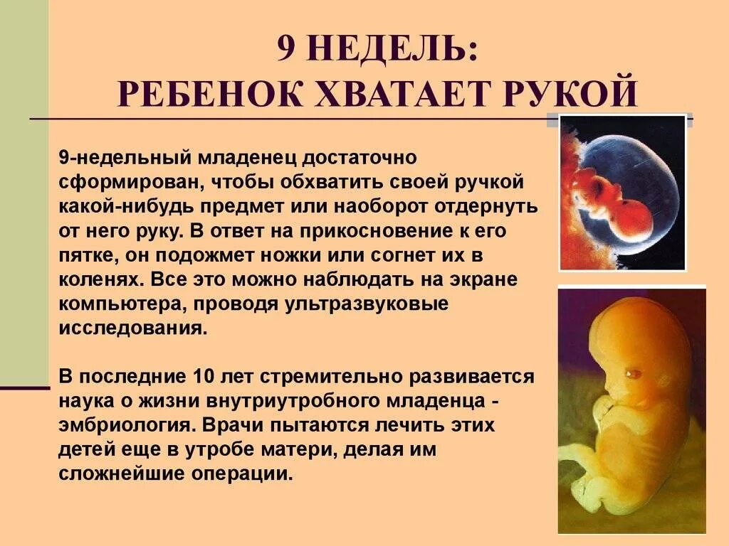 Плод 9 недель фото 10 неделя беременности - что происходит с плодом (размер плода)