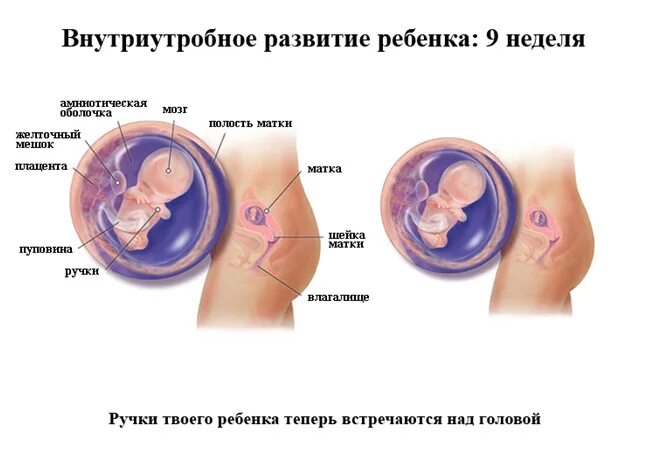 Плод 9 недель фото 9 неделя беременности: признаки, ощущения женщины, развитие плода ЭКО-блог