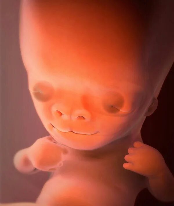 Плод 9 недель фото Prenatal Timeline at emaze Presentation